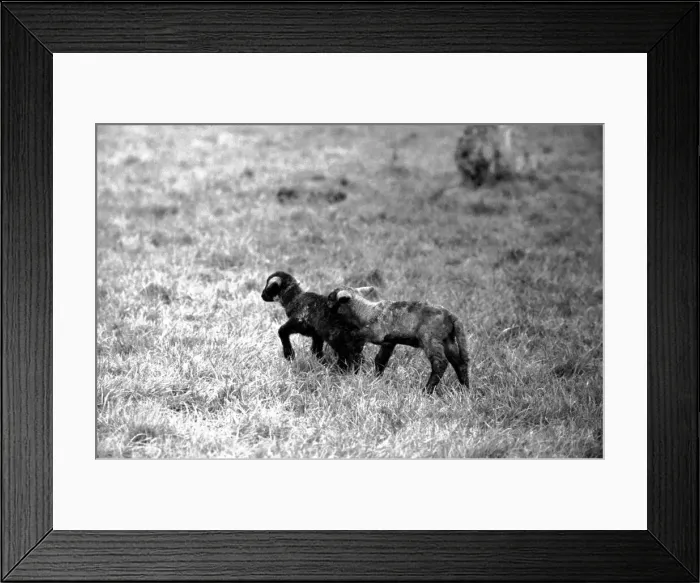 Framed Print : Spring lambs in Kent. January 1975 75-00492-006 Framed Print : Spring lambs in Kent. January 1975 75-00492-006