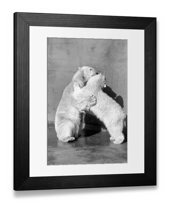 Framed Print : Polar bear Pipaluk'in his pen at London Zoo February 1975