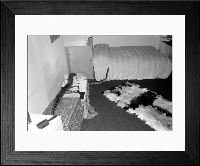 Framed Print : Snakes escape. January 1975 75-00467-002 Framed Print : Snakes escape. January 1975 75-00467-002