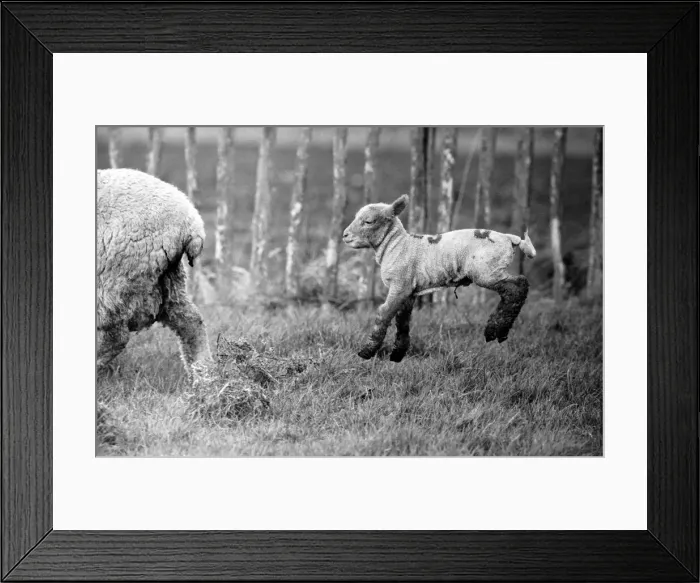 Framed Print : Spring lambs in Kent. January 1975 75-00492-015 Framed Print : Spring lambs in Kent. January 1975 75-00492-015