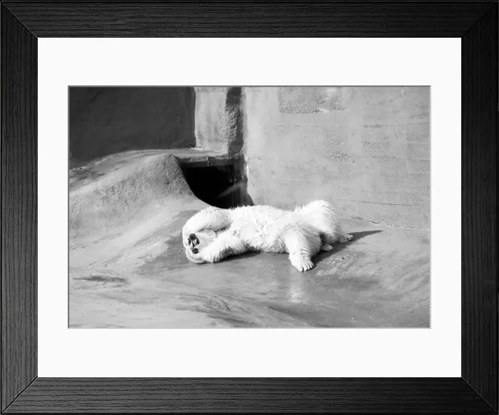 Framed Print : Polar bear Pipaluk'in his pen at London Zoo February 1975 Framed Print : Polar bear Pipaluk'in his pen at London Zoo February 1975