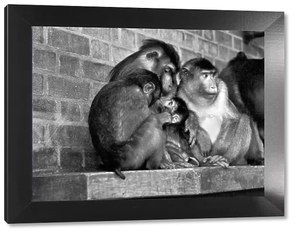 Family of pig-tailed monkeys January 1975 75-00240-023