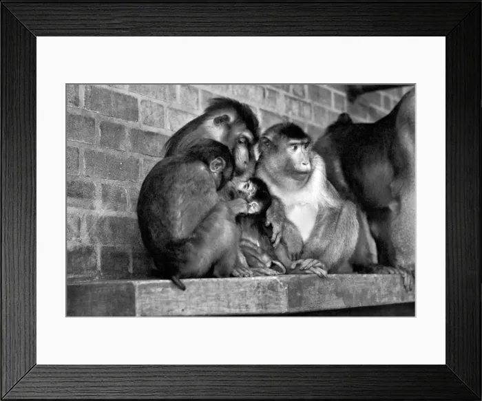 Framed Print : Family of pig-tailed monkeys January 1975 75-00240-023