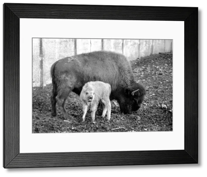 Framed Print : An American Bison calf born on 20th December, 1969 is on view in a paddock of the Old Framed Print : An American Bison calf born on 20th December, 1969 is on view in a paddock of the Old