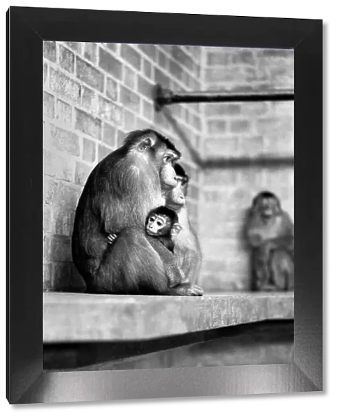 Pig-tailed monkey mother and baby. January 1975 75-00240