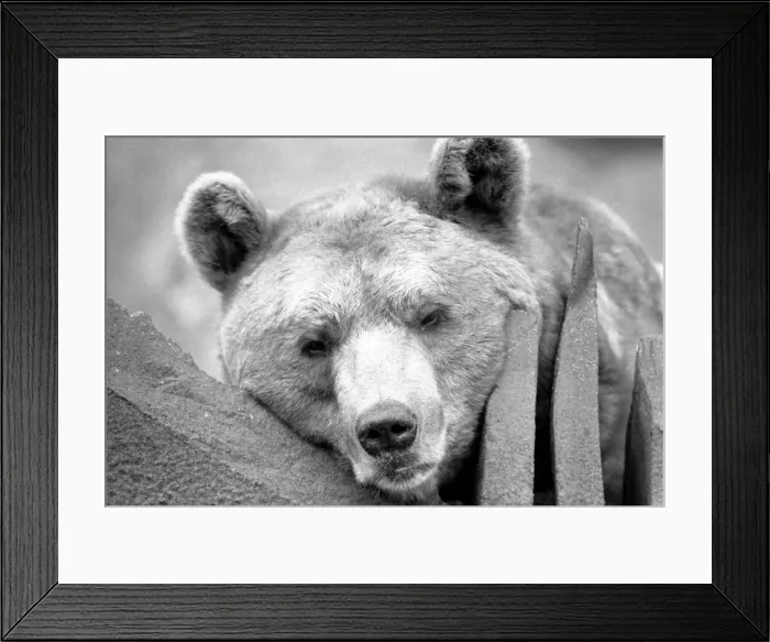 Framed Print : Close up picture of a bear. January 1975 75-00240-010 Framed Print : Close up picture of a bear. January 1975 75-00240-010