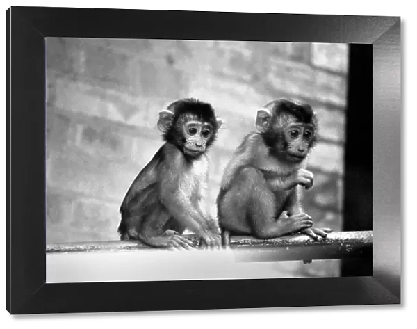 Baby pig-tailed monkeys January 1975 75-00240-019