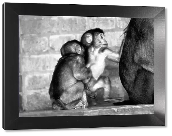 Baby pig-tailed monkeys January 1975 75-00240-006