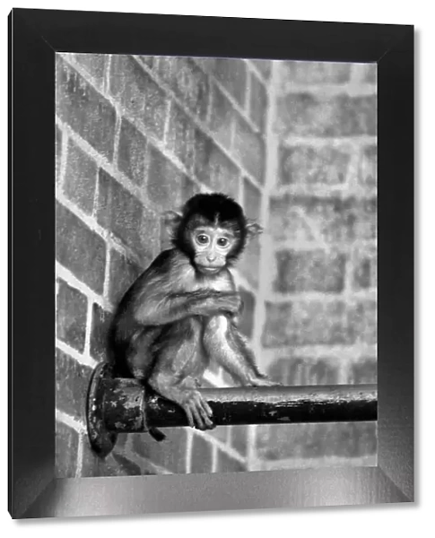 A baby Pig-tailed Monkey January 1975 75-00240-021