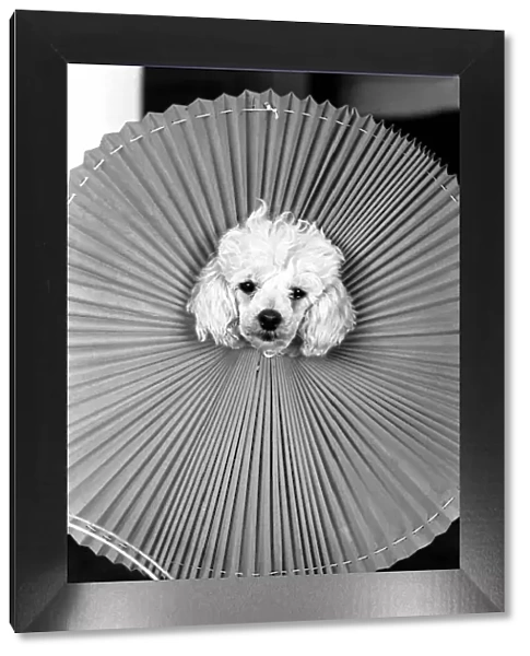 Playful poodle Florin has a new toy, an old pleated plastic lampshade