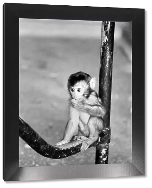 Baby pig-tailed monkey January 1975 75-00240-006