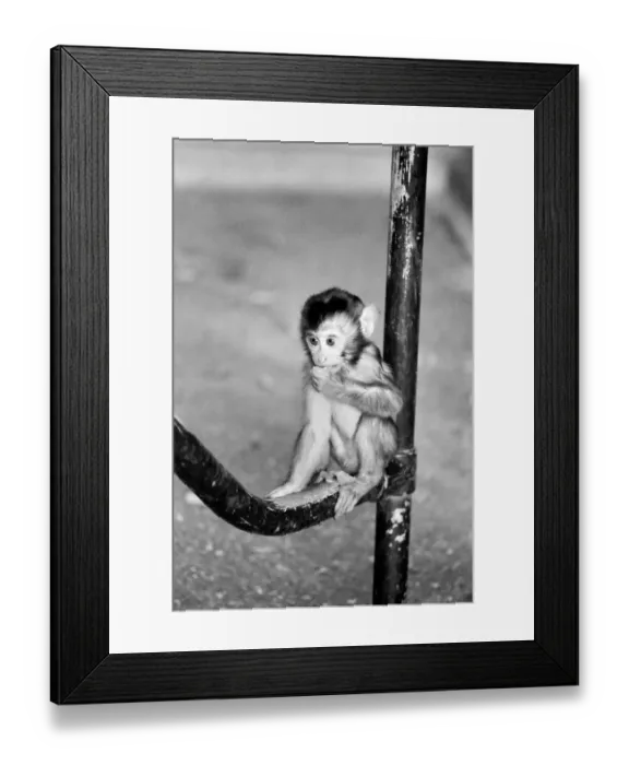 Framed Print : Baby pig-tailed monkey January 1975 75-00240-006 Framed Print : Baby pig-tailed monkey January 1975 75-00240-006