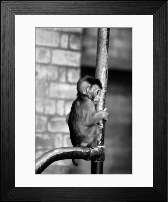Framed Print : baby pig-tailed monkey January 1975 75-00240-013 Framed Print : baby pig-tailed monkey January 1975 75-00240-013