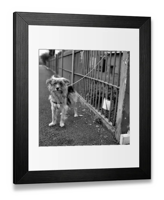 Framed Print : Dog Josie found outside the PDSA centre in Woodford Essex Framed Print : Dog Josie found outside the PDSA centre in Woodford Essex