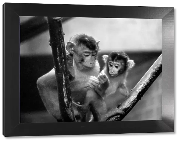 Baby pig-tailed monkeys January 1975 75-00240-020