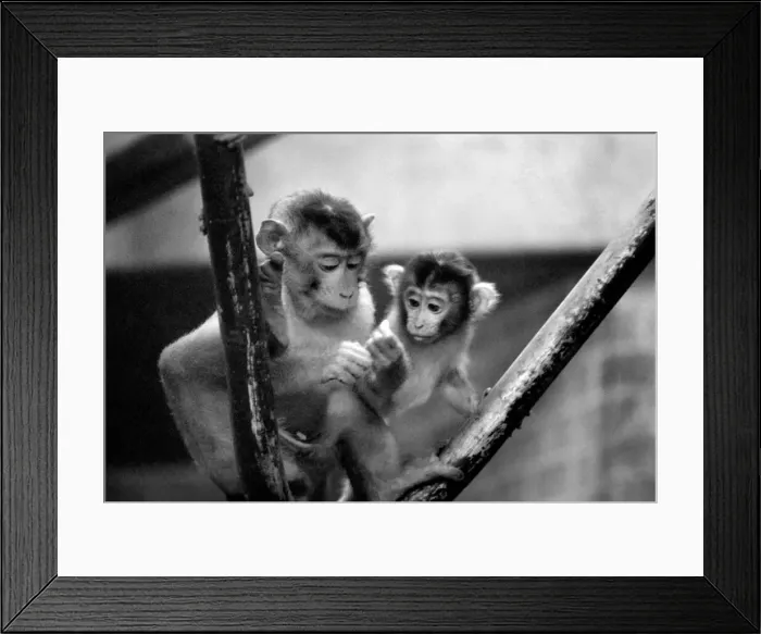 Framed Print : Baby pig-tailed monkeys January 1975 75-00240-020 Framed Print : Baby pig-tailed monkeys January 1975 75-00240-020