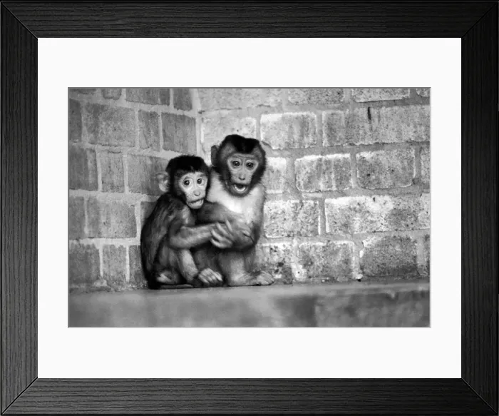 Framed Print : Baby pig-tailed monkeys January 1975 75-00240-005 Framed Print : Baby pig-tailed monkeys January 1975 75-00240-005