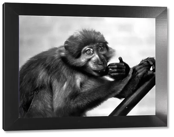 A pig-tailed monkey January 1975 75-00240-005