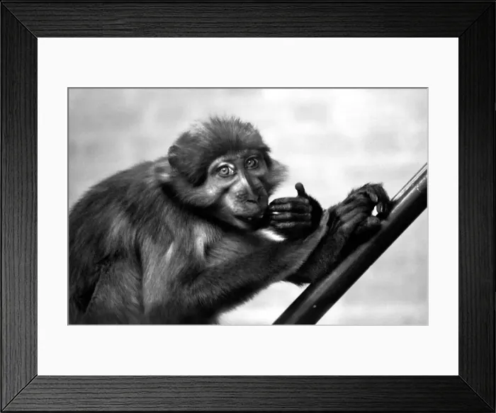 Framed Print : A pig-tailed monkey January 1975 75-00240-005 Framed Print : A pig-tailed monkey January 1975 75-00240-005
