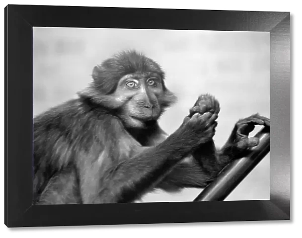 A pig-tailed monkey January 1975 75-00240-002