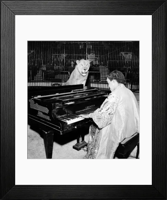 Framed Print : Pianist, Winifred Attwell went into the lions cage at Jack Hyltons Circus Framed Print : Pianist, Winifred Attwell went into the lions cage at Jack Hyltons Circus