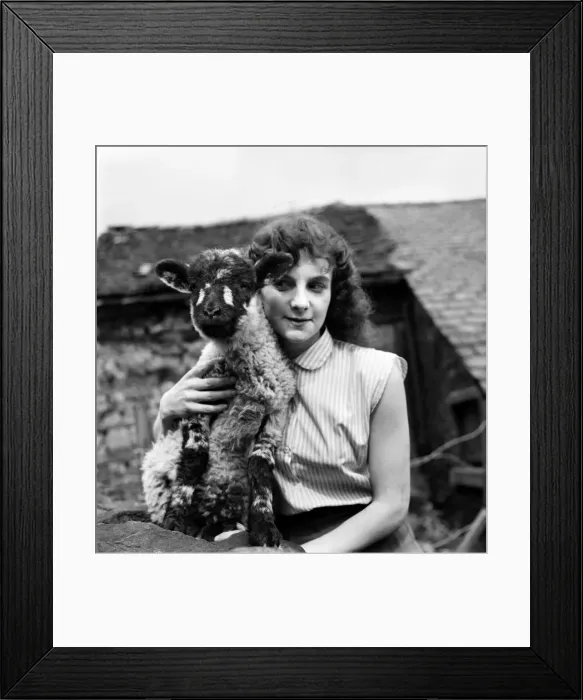 Framed Print : Woman and Lamb. 20yrs old Margaret Harrison of Stalybridge Cheshire with her pet lamb Framed Print : Woman and Lamb. 20yrs old Margaret Harrison of Stalybridge Cheshire with her pet lamb