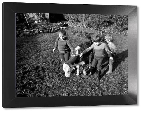 Children lead a baby bull in their garden at Teignmouth. February 1975 75-00846-001