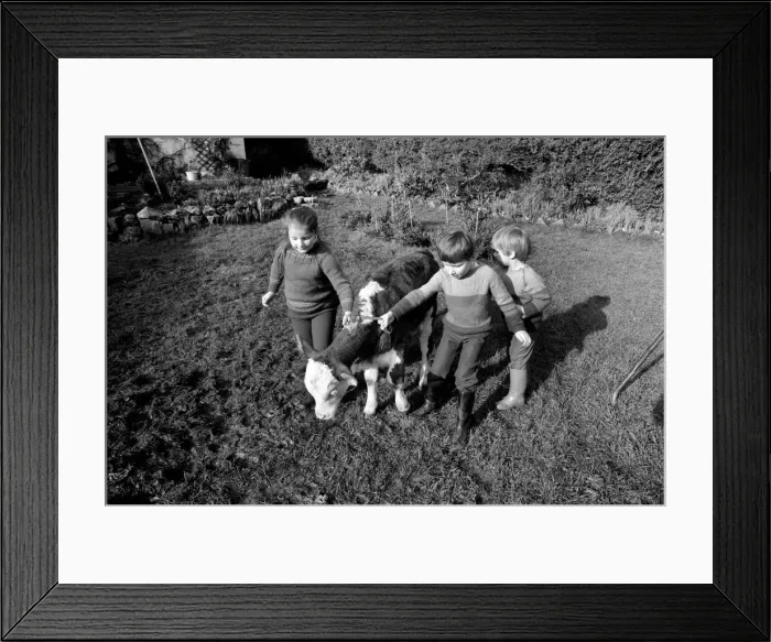Framed Print : Children lead a baby bull in their garden at Teignmouth. February 1975 75-00846-001 Framed Print : Children lead a baby bull in their garden at Teignmouth. February 1975 75-00846-001