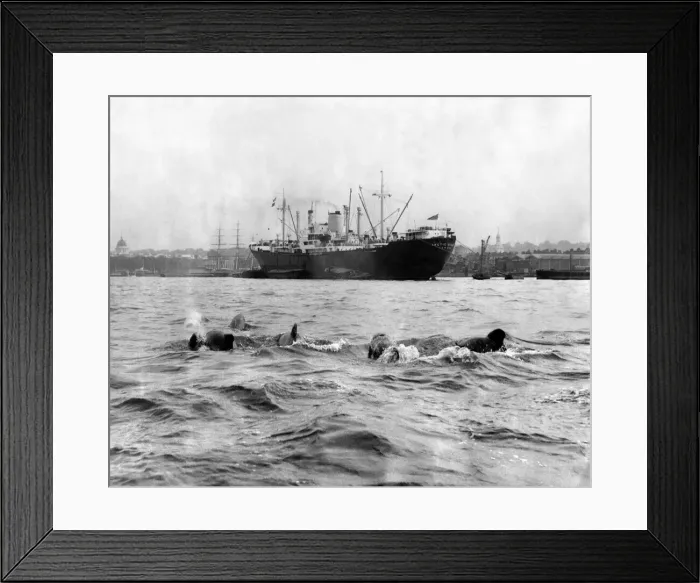 Framed Print : Dolphins in The Thames At Greenwich. A school of between 25 Framed Print : Dolphins in The Thames At Greenwich. A school of between 25