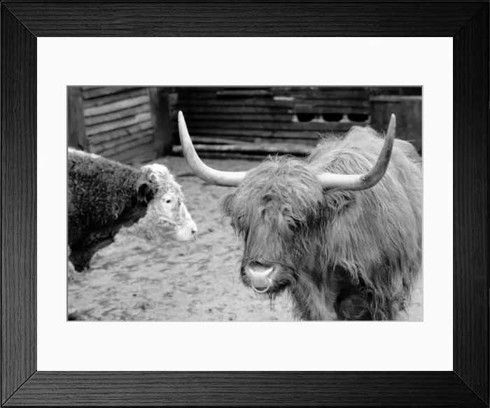 Framed Print : One farmer sick and tired of hikers and ramblers disturbing his cattle Framed Print : One farmer sick and tired of hikers and ramblers disturbing his cattle
