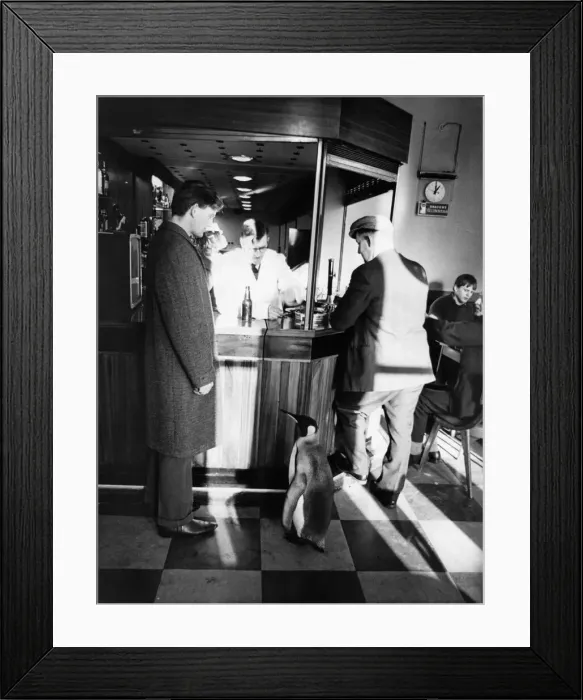 Framed Print : Percy the Penguin seen here in his local. Mines a half, please, Landlord Framed Print : Percy the Penguin seen here in his local. Mines a half, please, Landlord