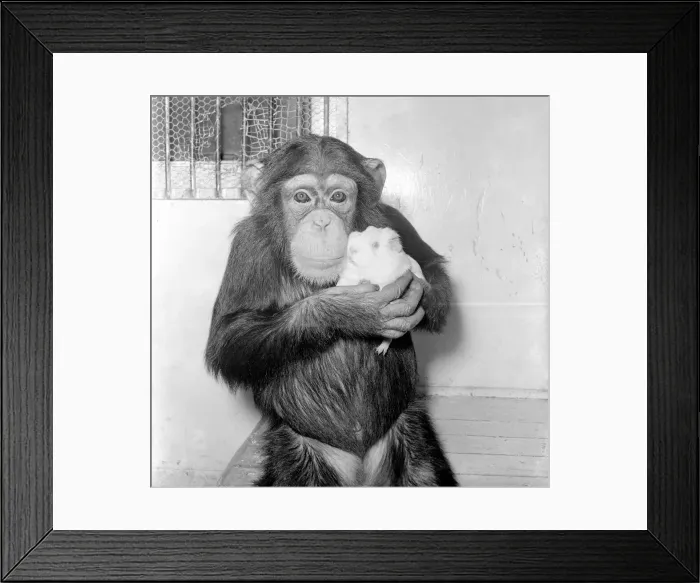 Framed Print : Chimpanzee with guinea pig. October 1953 D6148-001 Framed Print : Chimpanzee with guinea pig. October 1953 D6148-001