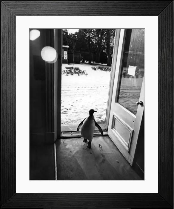 Framed Print : Brr ! Afternoon all - its cold enough to freeze your flippers out there Framed Print : Brr ! Afternoon all - its cold enough to freeze your flippers out there