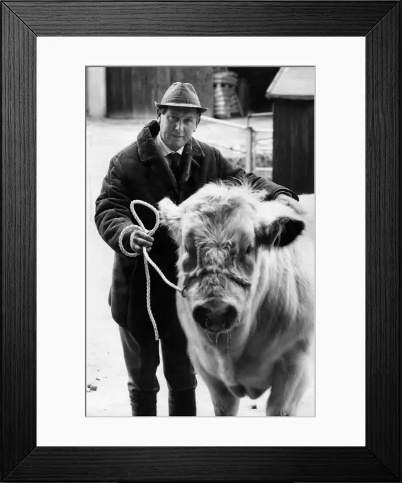 Framed Print : Show farmer Tom Ashton, who is national chairman of the Belgian Blue Beef Cattle Society