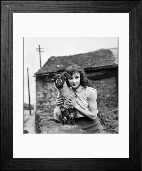 Framed Print : Woman and Lamb. 20yrs old Margaret Harrison of Stalybridge Cheshire with her pet lamb Framed Print : Woman and Lamb. 20yrs old Margaret Harrison of Stalybridge Cheshire with her pet lamb