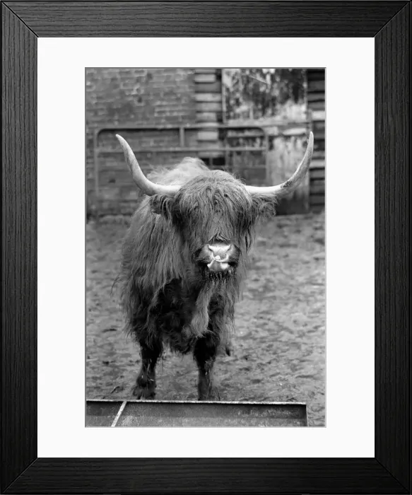 Framed Print : One farmer sick and tired of hikers and ramblers disturbing his cattle Framed Print : One farmer sick and tired of hikers and ramblers disturbing his cattle