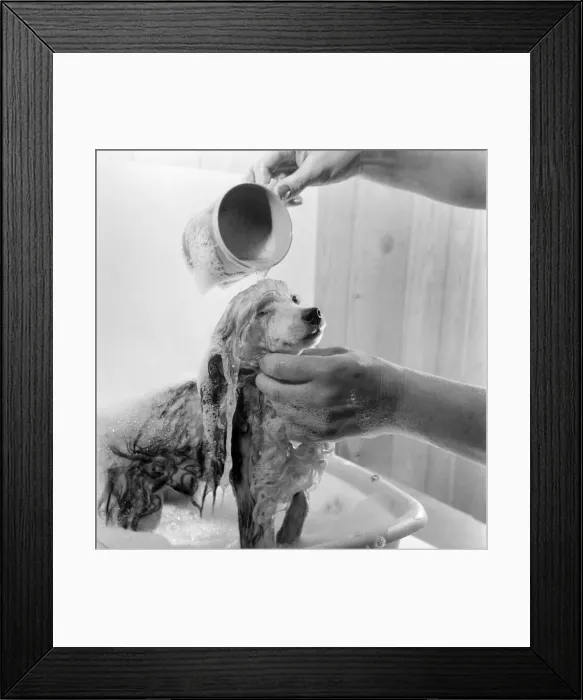 Framed Print : Poodle owned by Miss Marilyn Willis seen here getting the full beauty treatment Framed Print : Poodle owned by Miss Marilyn Willis seen here getting the full beauty treatment