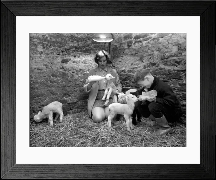 Framed Print : Susan Da Vies (22) and her brother John feeding some of the 36 newly born lambs on her