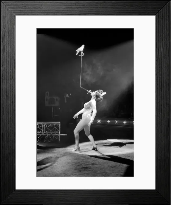 Framed Print : Miss Wendy performs her balancing act with a pigeon perched on the end of a sword during Framed Print : Miss Wendy performs her balancing act with a pigeon perched on the end of a sword during
