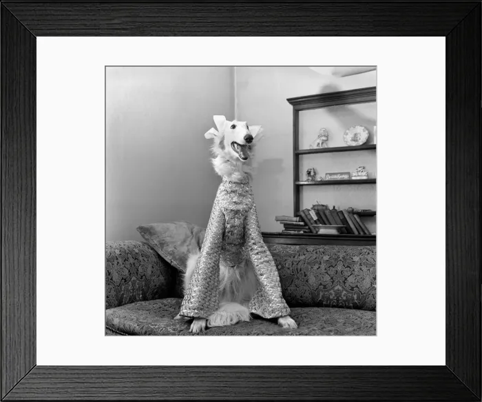 Framed Print : 16 month old most elegant Borzoi Gold dust of Colhugh, dusty for short dressed for Framed Print : 16 month old most elegant Borzoi Gold dust of Colhugh, dusty for short dressed for