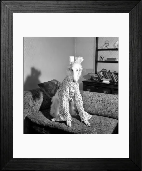 Framed Print : 16 month old most elegant Borzoi Gold dust of Colhugh, dusty for short dressed for Framed Print : 16 month old most elegant Borzoi Gold dust of Colhugh, dusty for short dressed for