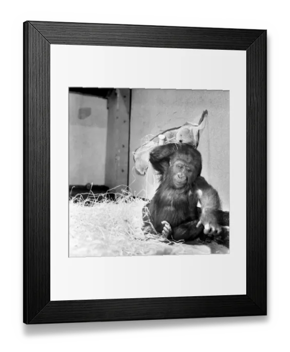 Framed Print : Chessington Zoos infant gorillas, Bafia the male, and Kumba the female