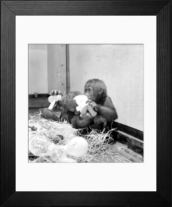 Framed Print : Chessington Zoos infant gorillas, Bafia the male, and Kumba the female Framed Print : Chessington Zoos infant gorillas, Bafia the male, and Kumba the female