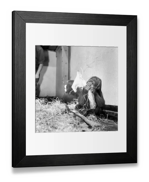 Framed Print : Chessington Zoos infant gorillas, Bafia the male, and Kumba the female