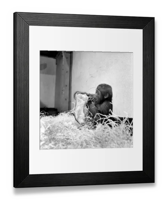 Framed Print : Chessington Zoos infant gorillas, Bafia the male, and Kumba the female Framed Print : Chessington Zoos infant gorillas, Bafia the male, and Kumba the female