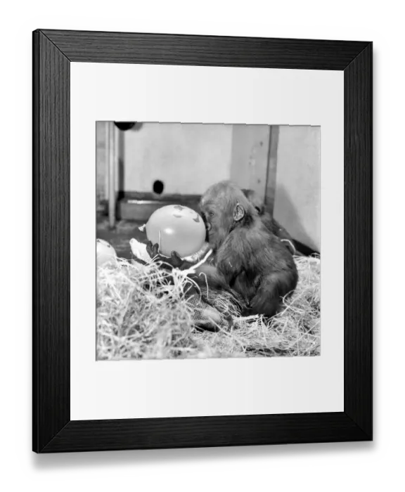Framed Print : Chessington Zoos infant gorillas, Bafia the male, and Kumba the female Framed Print : Chessington Zoos infant gorillas, Bafia the male, and Kumba the female
