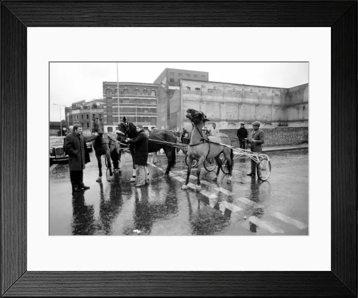 Framed Print : Winner of this years Horse Trotting Exhibition along the Highway, Stepney Framed Print : Winner of this years Horse Trotting Exhibition along the Highway, Stepney
