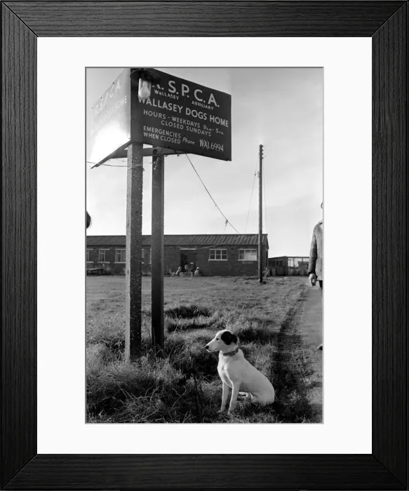 Framed Print : Animals Dogs: Home sick Lisa the rehomed stray returns to RSPCA Home Framed Print : Animals Dogs: Home sick Lisa the rehomed stray returns to RSPCA Home