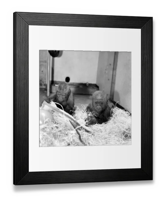 Framed Print : Chessington Zoos infant gorillas, Bafia the male, and Kumba the female Framed Print : Chessington Zoos infant gorillas, Bafia the male, and Kumba the female