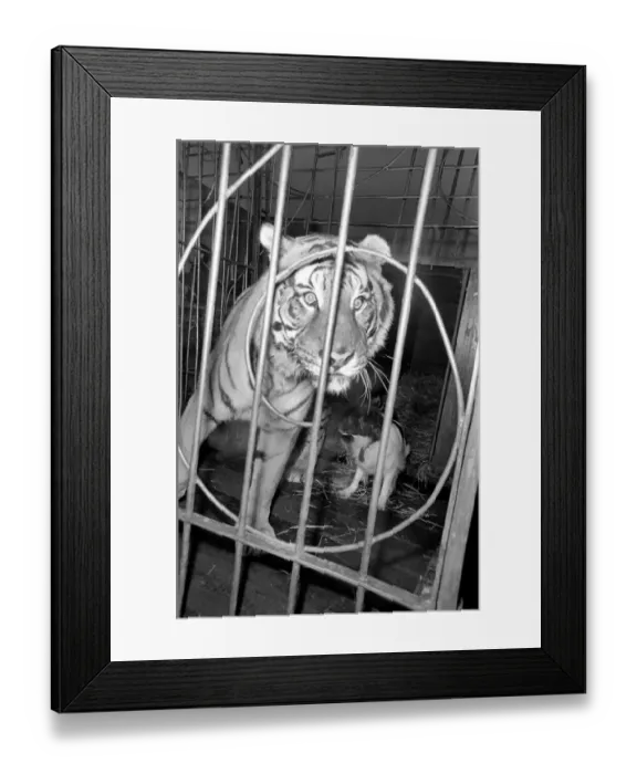 Framed Print : Looks dangerous for doggie Jimmy'but its not for Tiger Byla Framed Print : Looks dangerous for doggie Jimmy'but its not for Tiger Byla